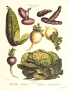 large antique vegetable prints album Vilmorin